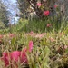 Getting over the bloom