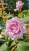 15th May 2025 - Rose