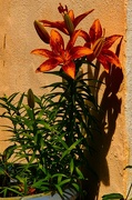 15th May 2025 - New Lilies