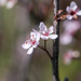 sand cherry
