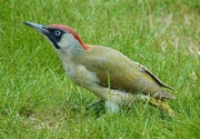 15th May 2025 - Unusual Visitor