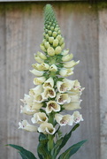 15th May 2025 - Digitalis Purpurea