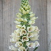 Digitalis Purpurea