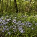 Purple flowers