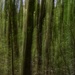 In the woods