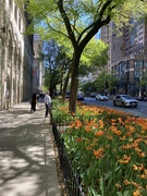 15th May 2025 - Looking down Michigan Avenue, Chicago 