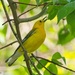 LHG_1381 Prothonotary Warbler with a mosquito 