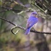 Bluebird 