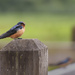 Barn Swallow and Mate