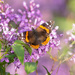 red admiral