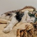 Cassoulet relaxing