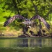 Osprey Fishing 