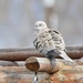 Lovely Dove