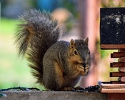 15th May 2025 - Gorging On Sunflower Seeds...