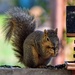 Gorging On Sunflower Seeds...