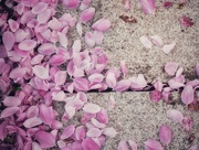 15th May 2025 - Scattered