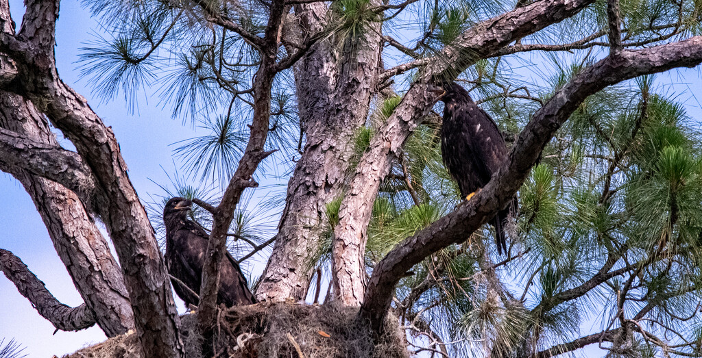 The Baby Eagles are Getting Big! by rickster549
