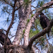 The Baby Eagles are Getting Big!