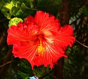 16th May 2025 - A Very Pretty Hibiscus ~