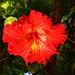 A Very Pretty Hibiscus ~