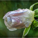 Still budding