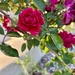 Roses at work
