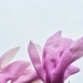 Magnolia in the sky