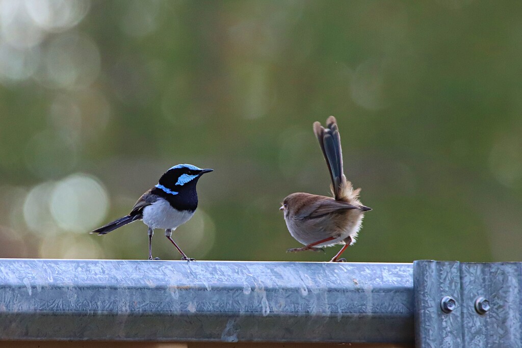 Still in his breeding plumage by leggzy
