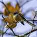 Fantail in Autumn Colours