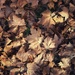 Autumn leaves