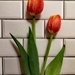 Liberation Tulips