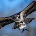 Osprey!