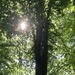 Sun Through the Trees 