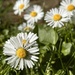 No mow May