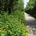 Buttercups......