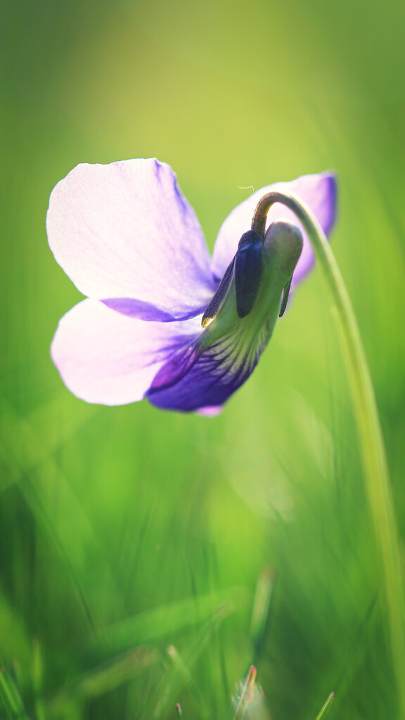 Back to the Violets by juliedduncan