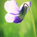 Back to the Violets