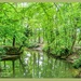 Woodland Reflections