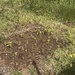 A patch of future beauty 