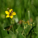 Margined Calligrapher on Slender Yellow Woodsorrel