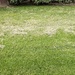 ‘No’ to lawn services: my other reason