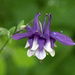 Purple Columbine
