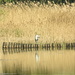 Heron~~~~~