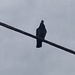 Half Cloudy Sky with Bird, Half Cloudy Sky