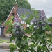 Lilac, Again