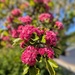 May flower