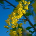 Morning golden flower by josharp186
