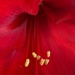 Amaryllis by monicac