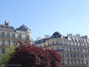 16th May 2025 - trees & buildings