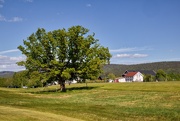16th May 2025 - Oak tree